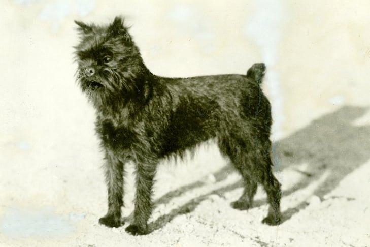 Affenpinscher