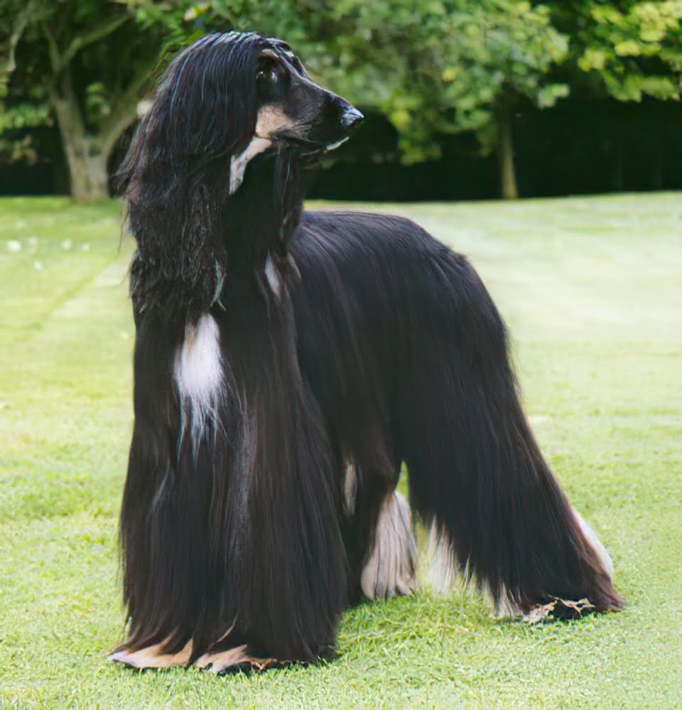 Afghan Hound