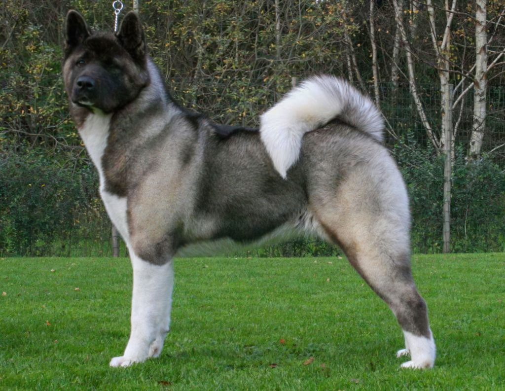 Akita