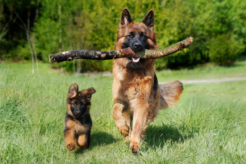 Elbow Dysplasia German Shepherd