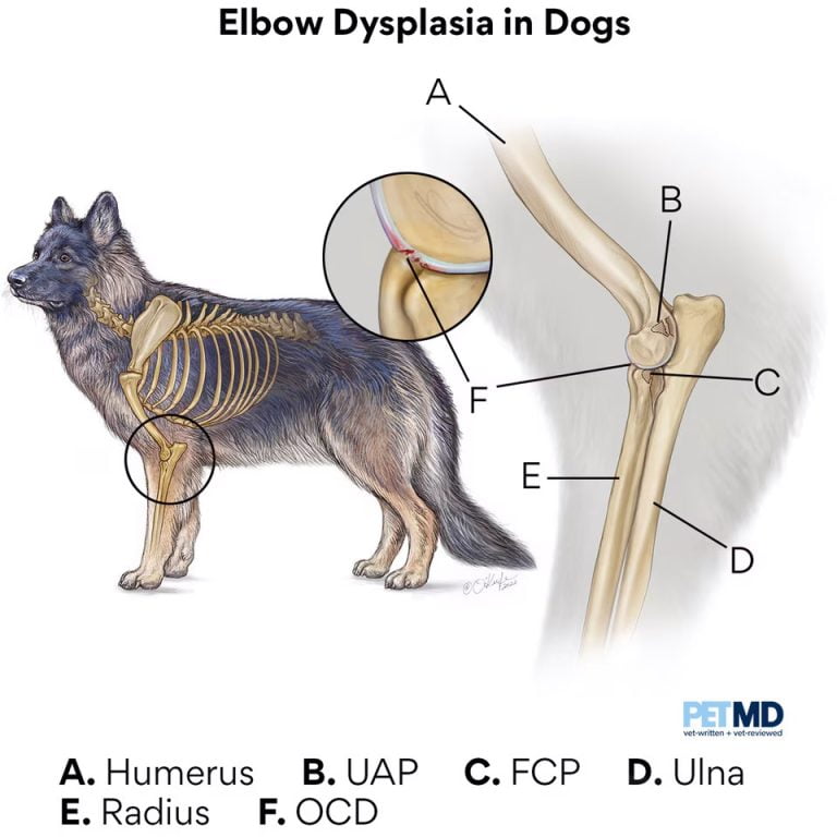 Elbow dysplasia