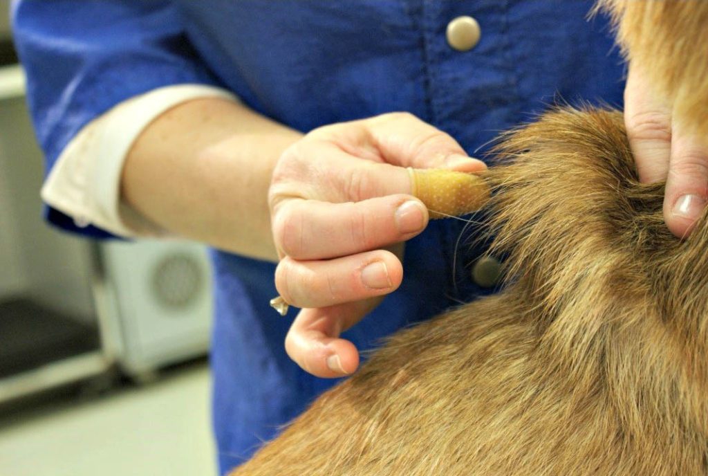 Hand Stripping using a Rubber Finger Stall
