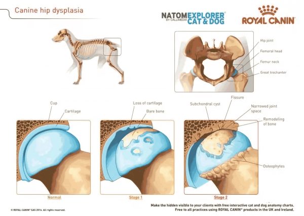 Hip Dysplasia - Focus on Dogs
