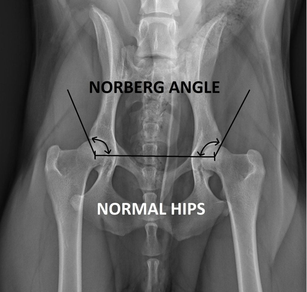 Hip Dysplasia Scheme