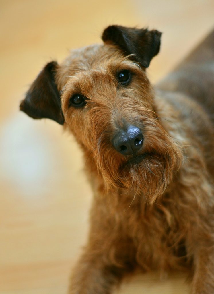 Irish Terrier