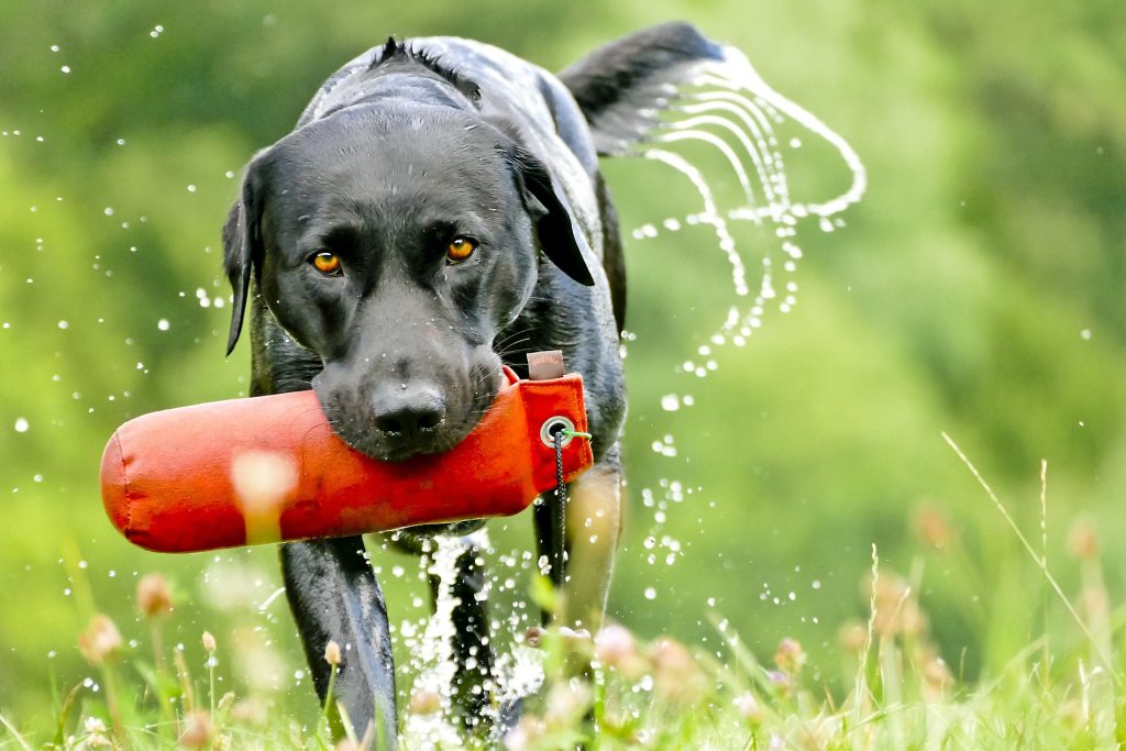 Labradir Retriever