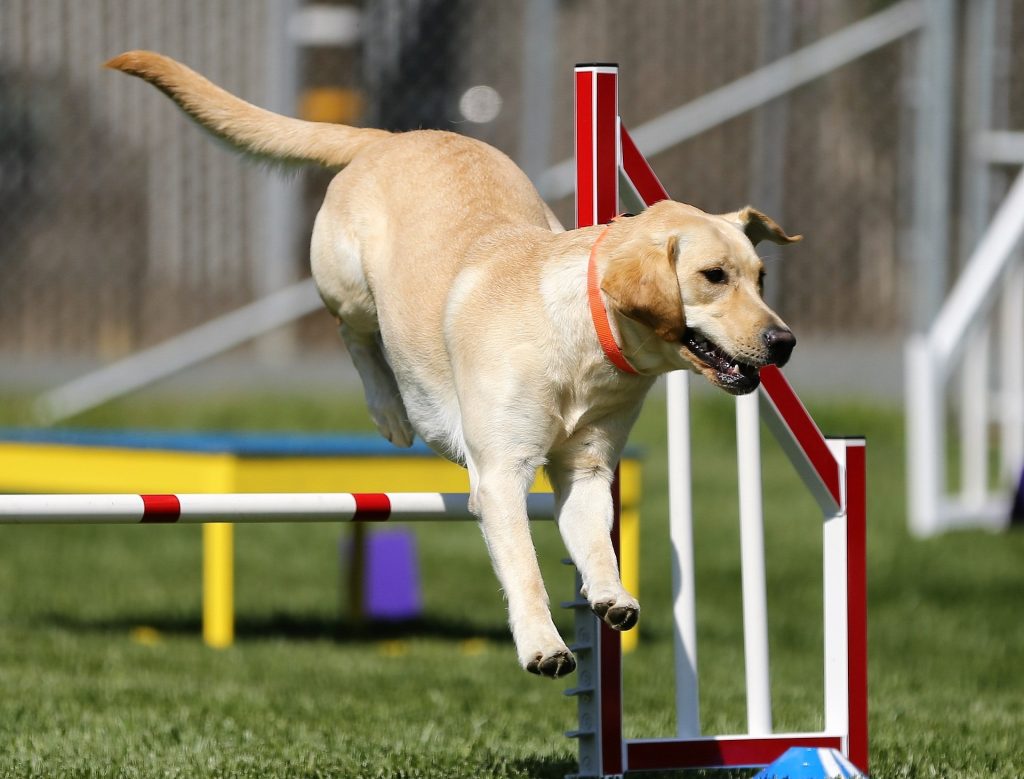 Labradir Retriever Agility