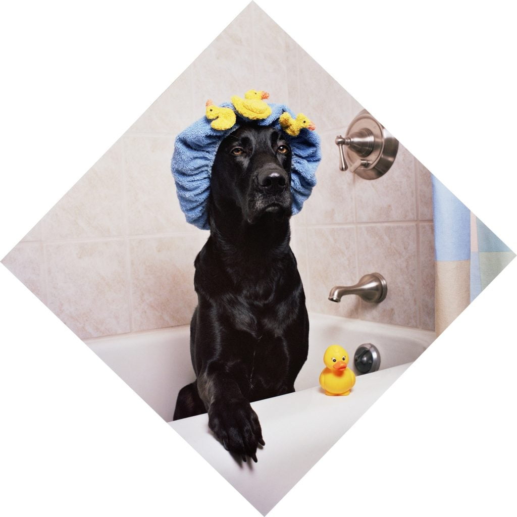 Labrador Retriever Grooming
