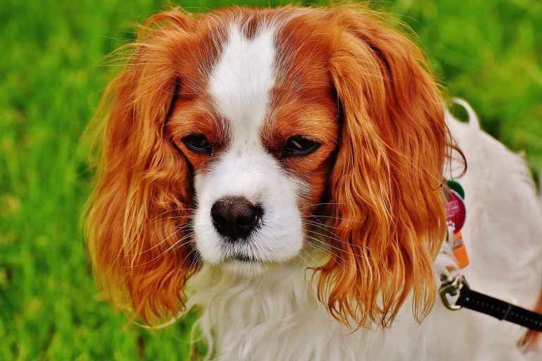 Pet Theft Law